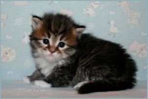 Male Siberian Kitten from Deedlebug Siberians